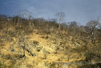 /album/ecosistemas-de-mexico1/a4349-acatlan-puebla-jpg/